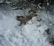 Snow-covered ground dug into by foraging hares.